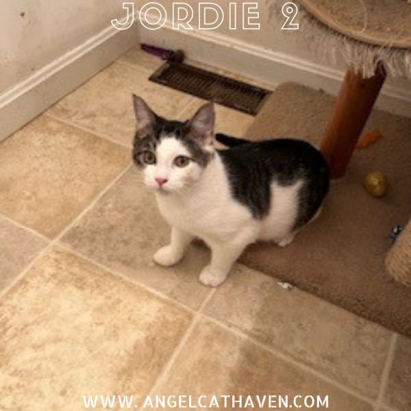 Jordie 2