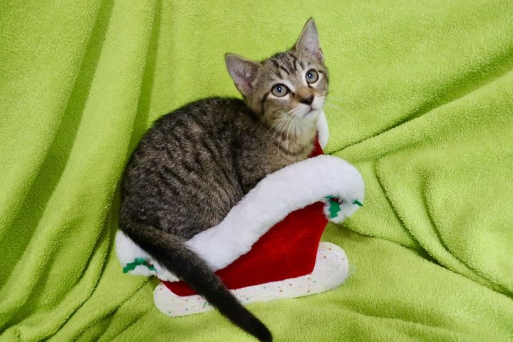 Jacob, an adoptable Tabby Mix in Saint Augustine, FL_image-5