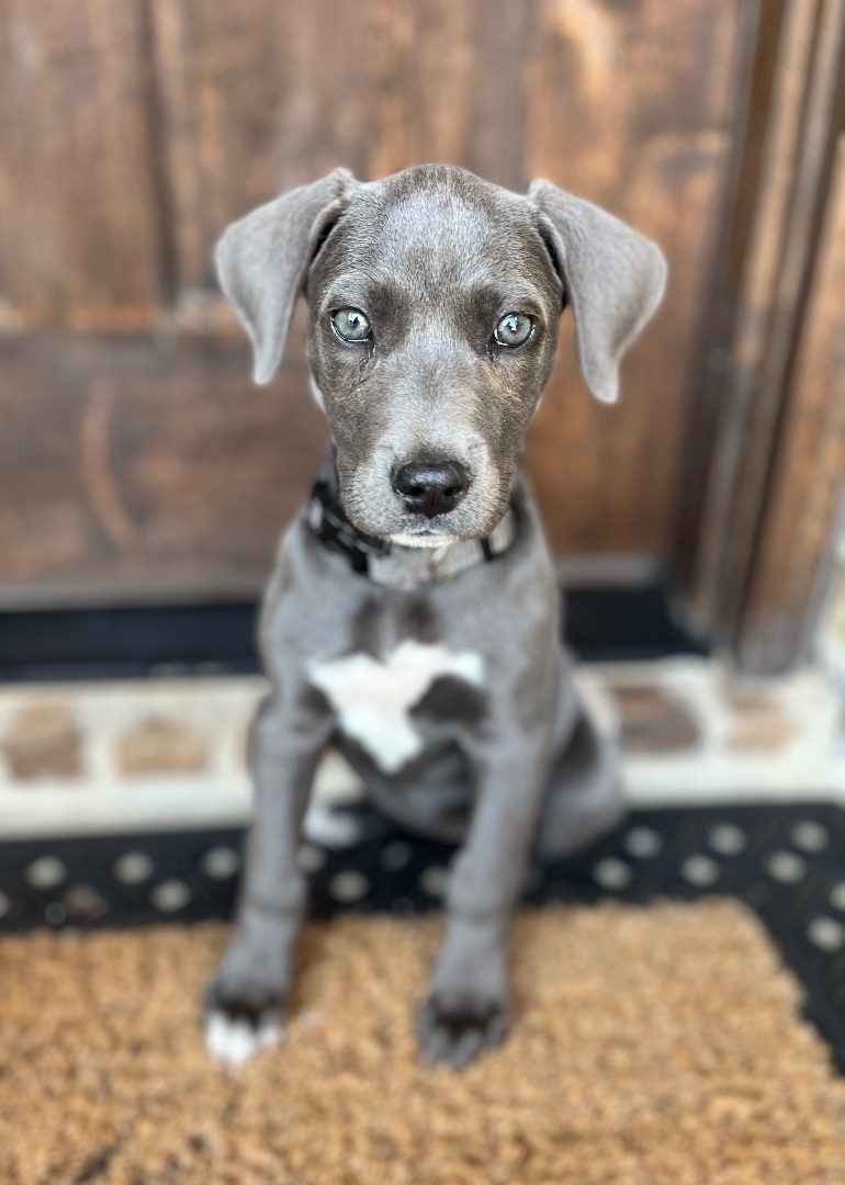 Dog for adoption - Holly, a Weimaraner & Blue Lacy Mix in Mendham, NJ ...