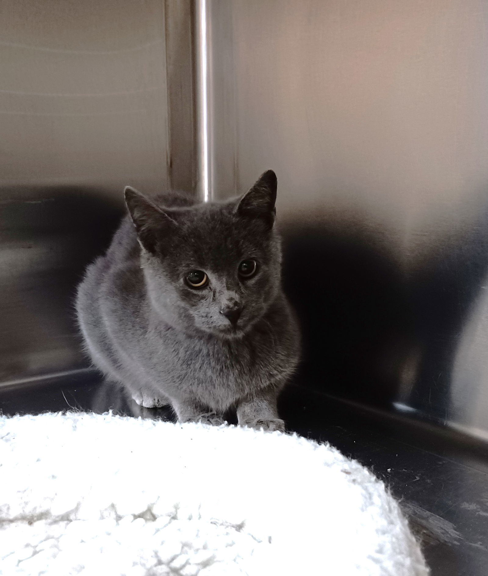 Moxie, an adoptable Domestic Short Hair in Austin, MN, 55912 | Photo Image 1