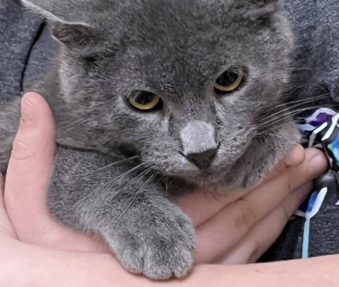 Moxie, an adoptable Domestic Short Hair in Austin, MN, 55912 | Photo Image 2