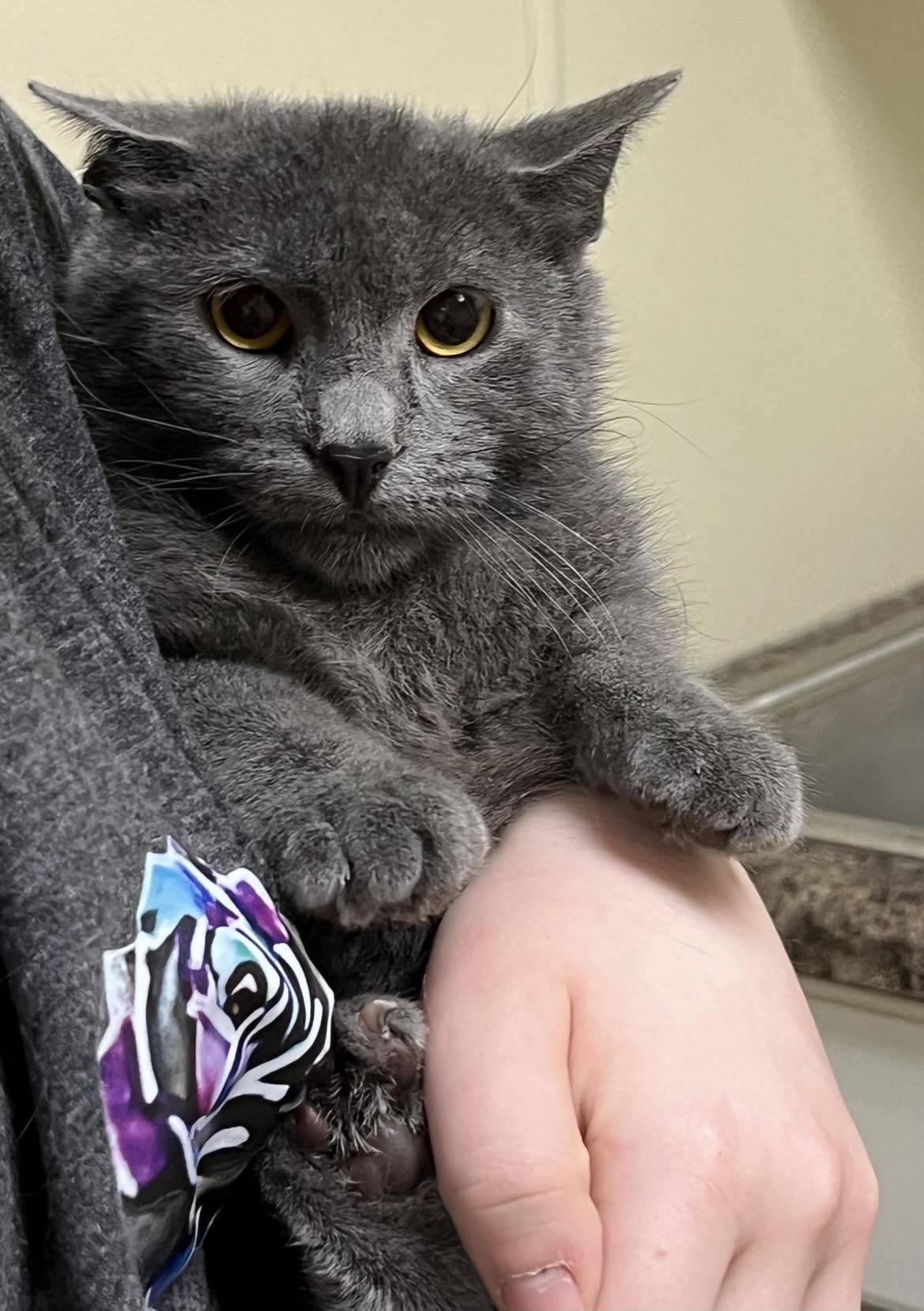 Moxie, an adoptable Domestic Short Hair in Austin, MN, 55912 | Photo Image 3