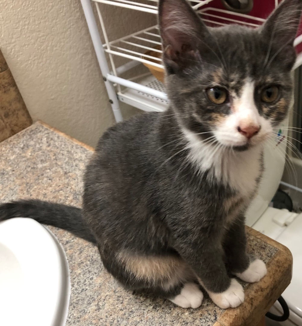 Cat for adoption Clara , a Domestic Short Hair in Ephrata, WA Petfinder