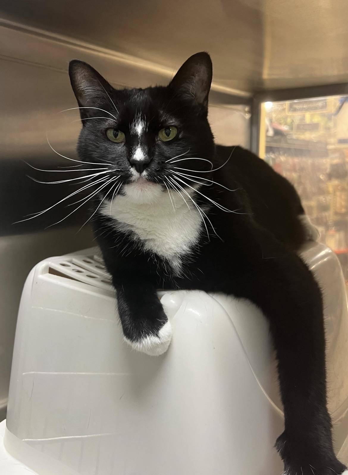 DIAMOND, an adoptable Tuxedo in Capshaw, AL, 35742 | Photo Image 1