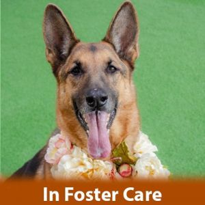 FOSTER CARE My adoption and training fees are 50 off Hello my name is Baby Im a 10 year old