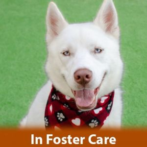 FOSTER CARE Hi Im Thor Im a 1 year old neutered male Siberian Husky mix and I weigh 51 pounds