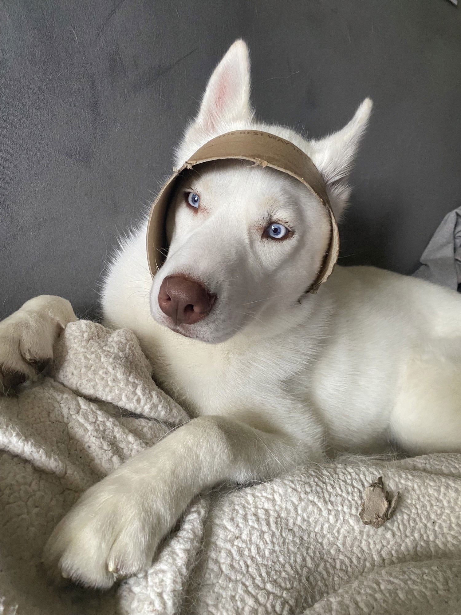 Thor, an adoptable Siberian Husky, Spitz in Burlingame, CA, 94010 | Photo Image 2