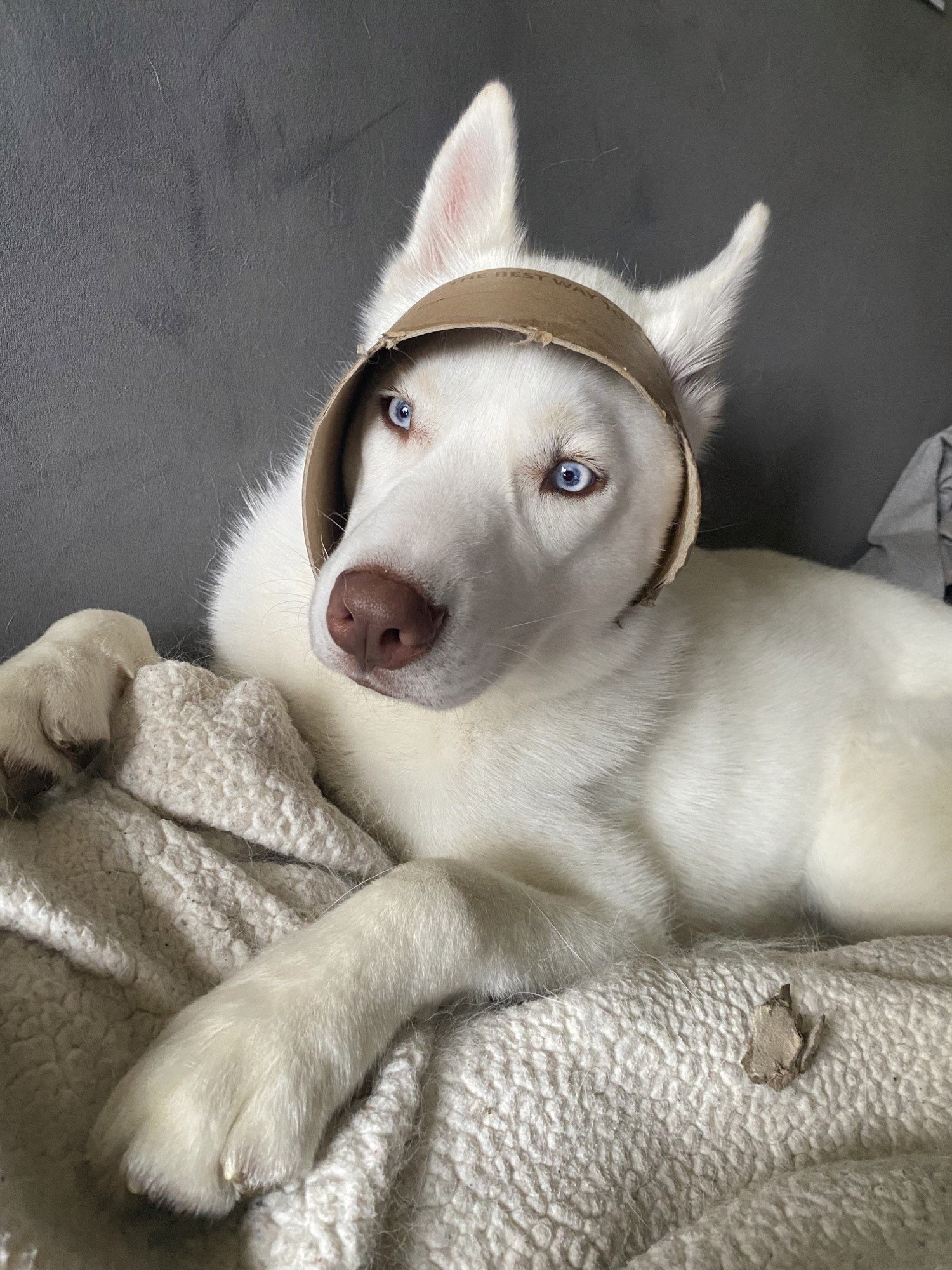 Thor, an adoptable Siberian Husky, Spitz in Burlingame, CA, 94010 | Photo Image 3
