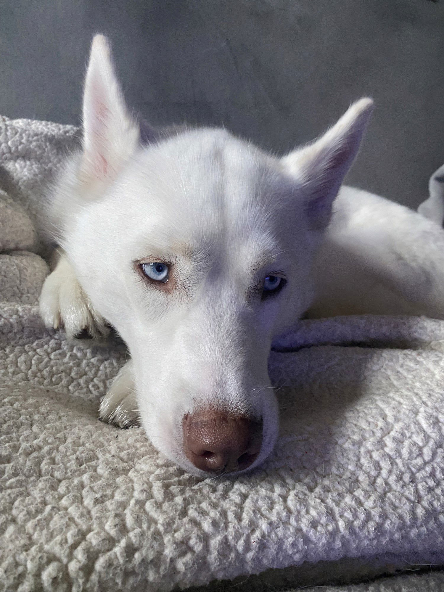 Thor, an adoptable Siberian Husky, Spitz in Burlingame, CA, 94010 | Photo Image 3