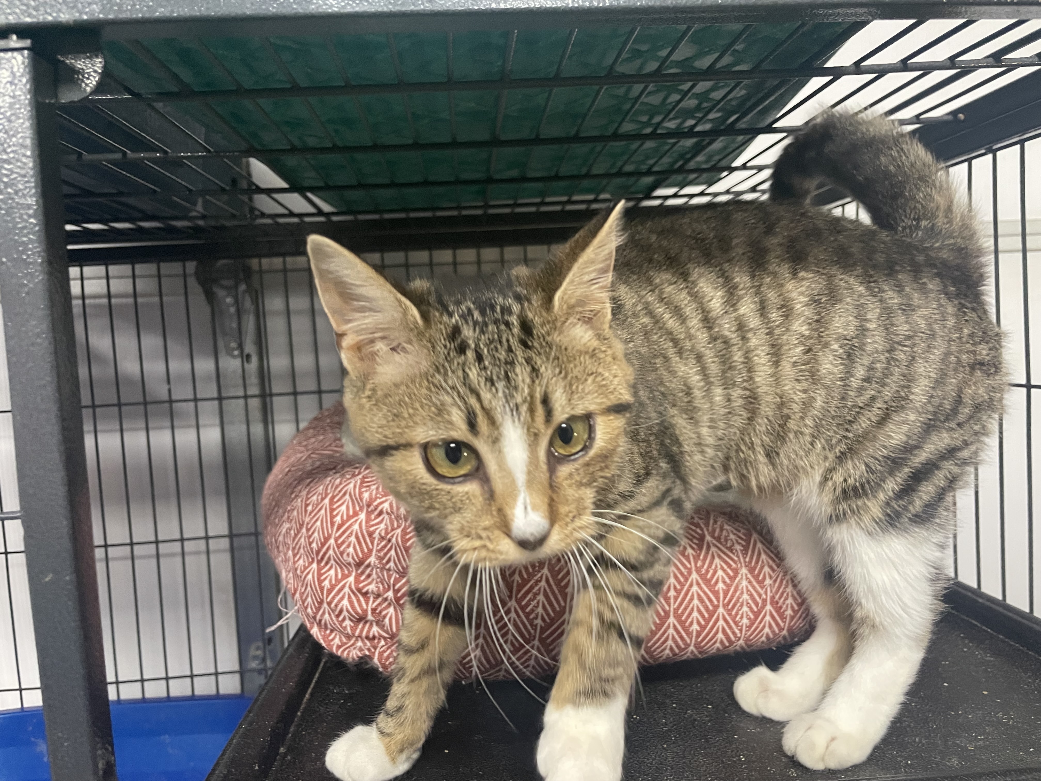 Joni, an adoptable Domestic Short Hair in Goodlettsville, TN, 37070 | Photo Image 2