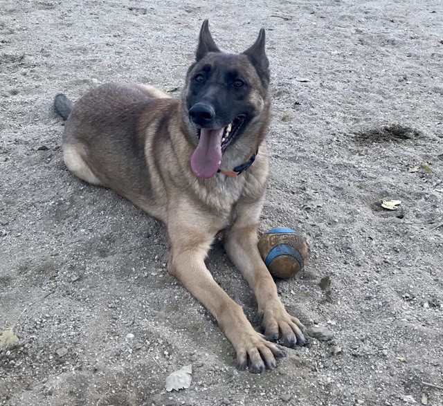 Yula, an adoptable Belgian Shepherd / Malinois, German Shepherd Dog in Vancouver, WA, 98686 | Photo Image 2