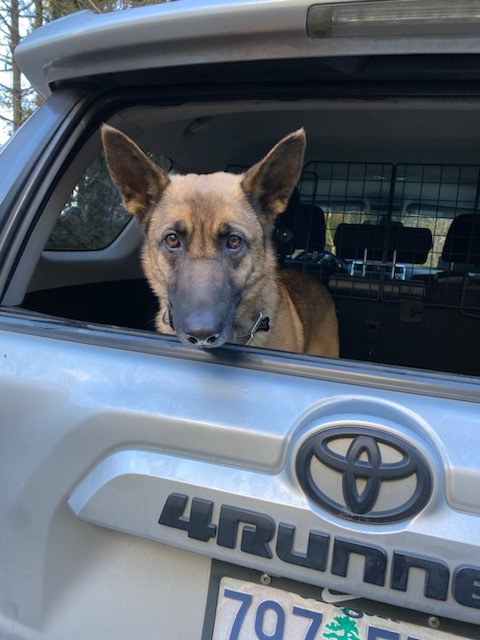 Yula, an adoptable Belgian Shepherd / Malinois, German Shepherd Dog in Vancouver, WA, 98686 | Photo Image 5