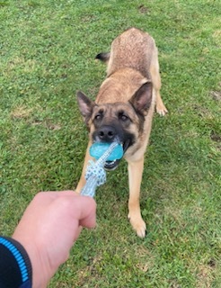 Yula, an adoptable Belgian Shepherd / Malinois, German Shepherd Dog in Vancouver, WA, 98686 | Photo Image 6
