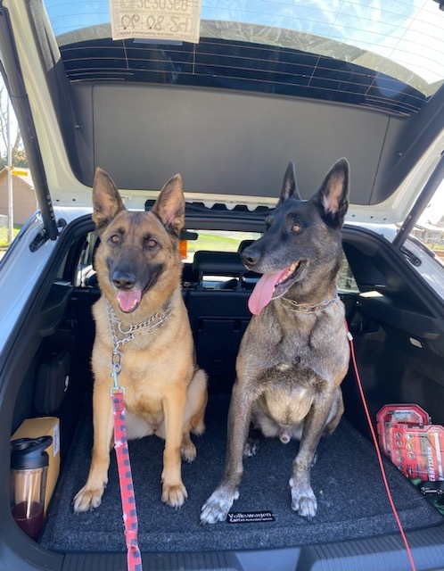 Yula, an adoptable Belgian Shepherd / Malinois, German Shepherd Dog in Vancouver, WA, 98686 | Photo Image 7