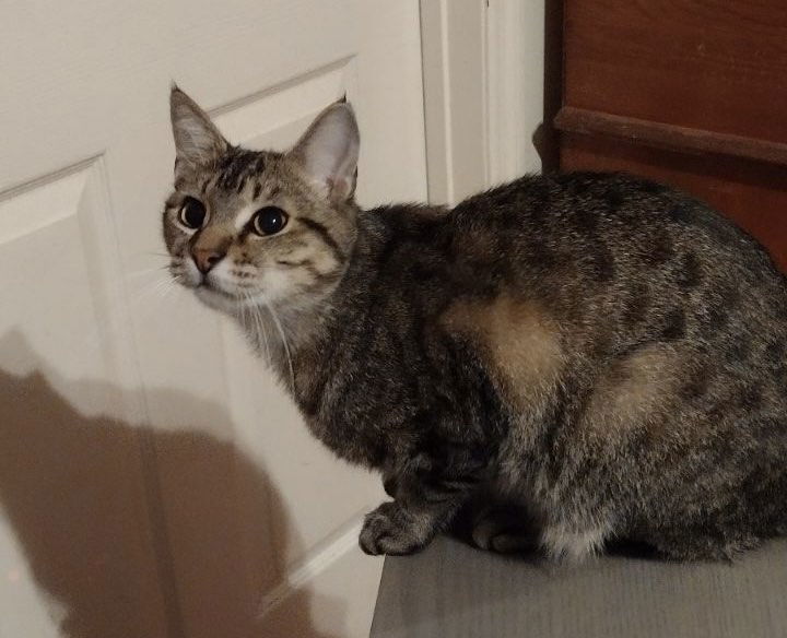 NUBBINS, an adoptable Tabby in Capshaw, AL, 35742 | Photo Image 1