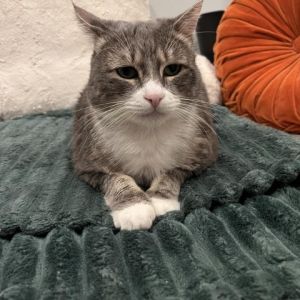 Himy name is Oscar but I am definitely not a grouch I am a sweet older gentleman that is looking