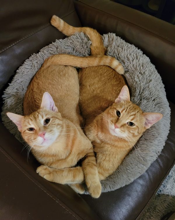 Fred and George Wesley 