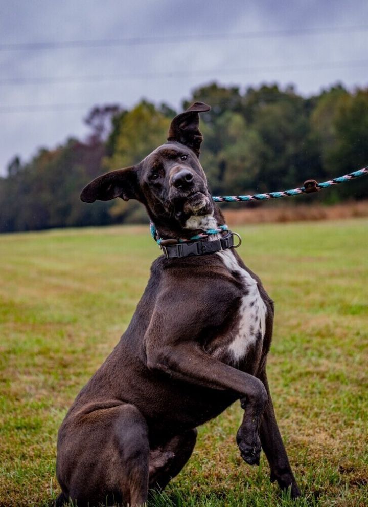Bogey 2
