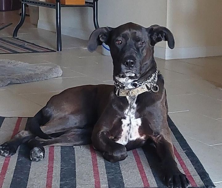 Bogey 6