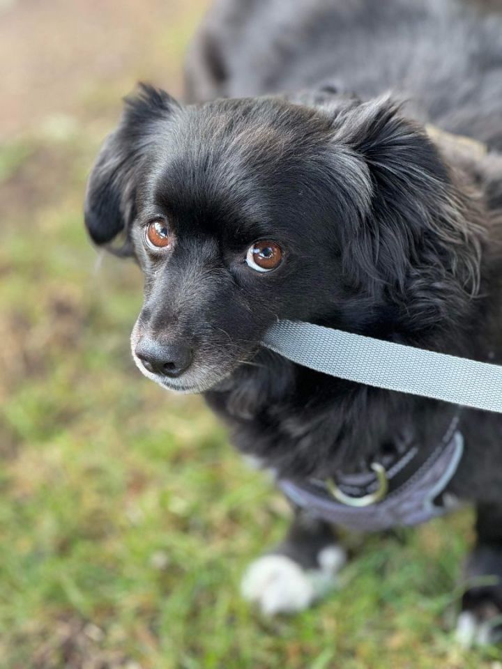 Basset hound pomeranian sales mix