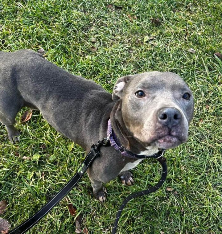 Dog for adoption - Vera, a Staffordshire Bull Terrier in Brookfield, OH ...