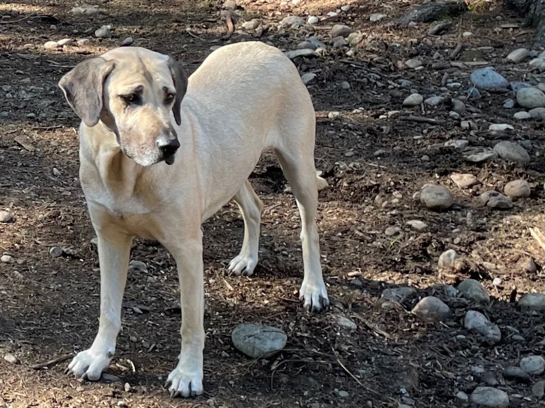 Dog for adoption - Chele, a Black Mouth Cur & Anatolian Shepherd Mix in