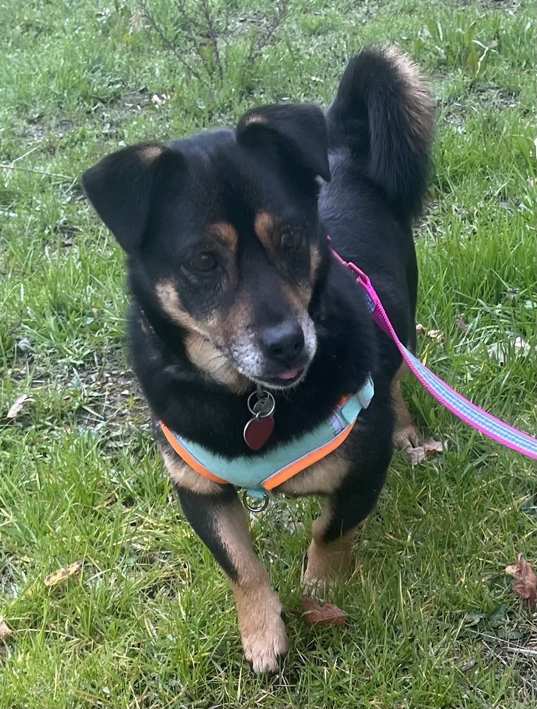 Marco, an adoptable Terrier in Jamestown, CA, 95327 | Photo Image 3