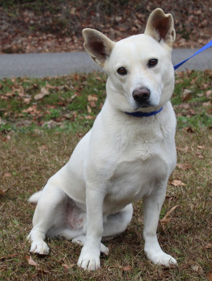 Basset hound sales husky mix