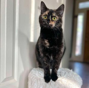 Evie