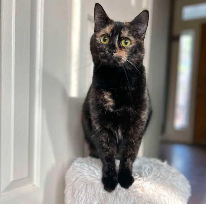 Evie