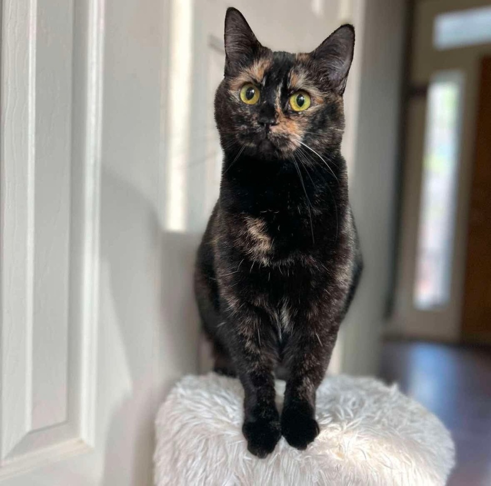 Evie, an adoptable Domestic Short Hair in Raleigh, NC, 27604 | Photo Image 1