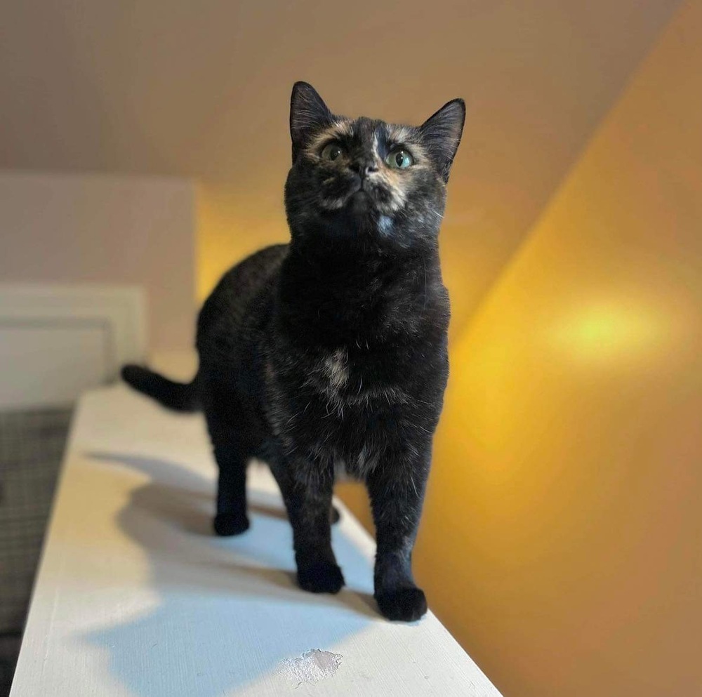 Evie, an adoptable Domestic Short Hair in Raleigh, NC, 27604 | Photo Image 2