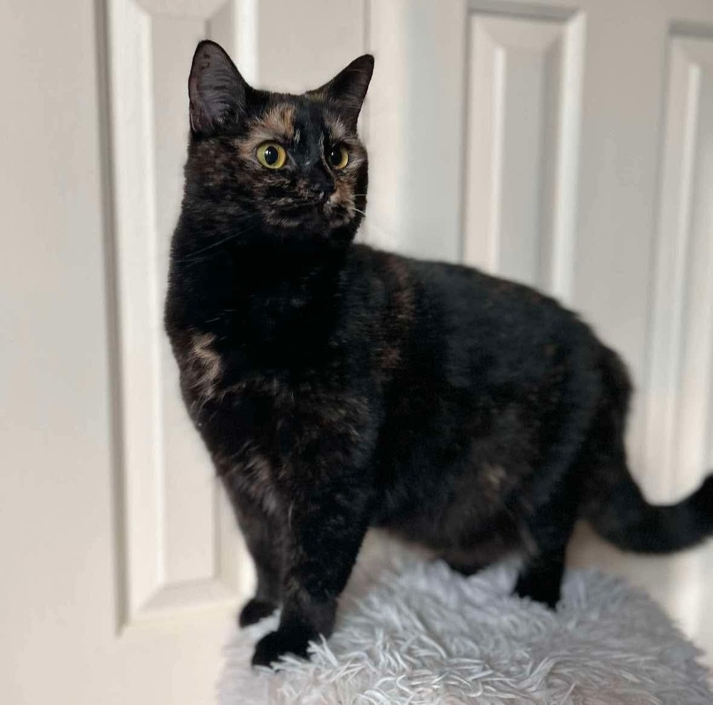 Evie, an adoptable Domestic Short Hair in Raleigh, NC, 27604 | Photo Image 3