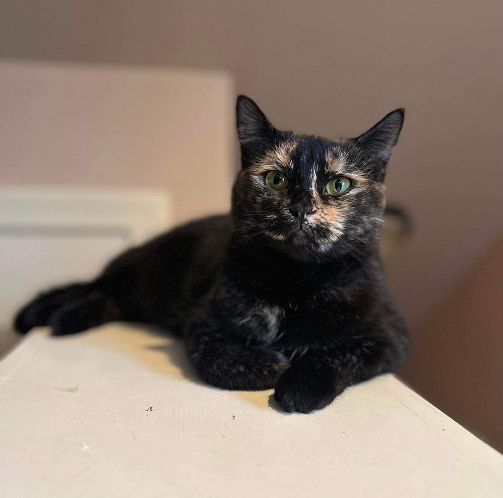 Evie, an adoptable Domestic Short Hair in Raleigh, NC, 27604 | Photo Image 4