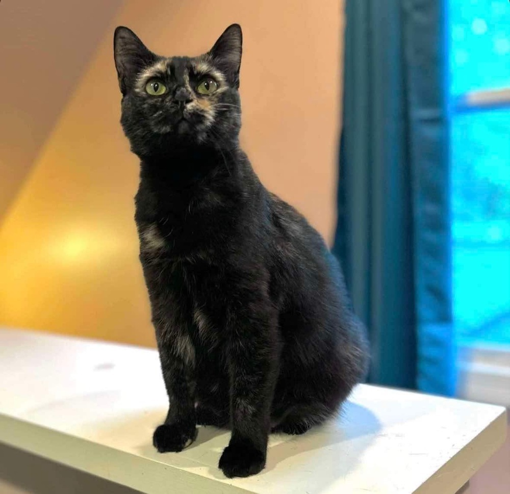 Evie, an adoptable Domestic Short Hair in Raleigh, NC, 27604 | Photo Image 5