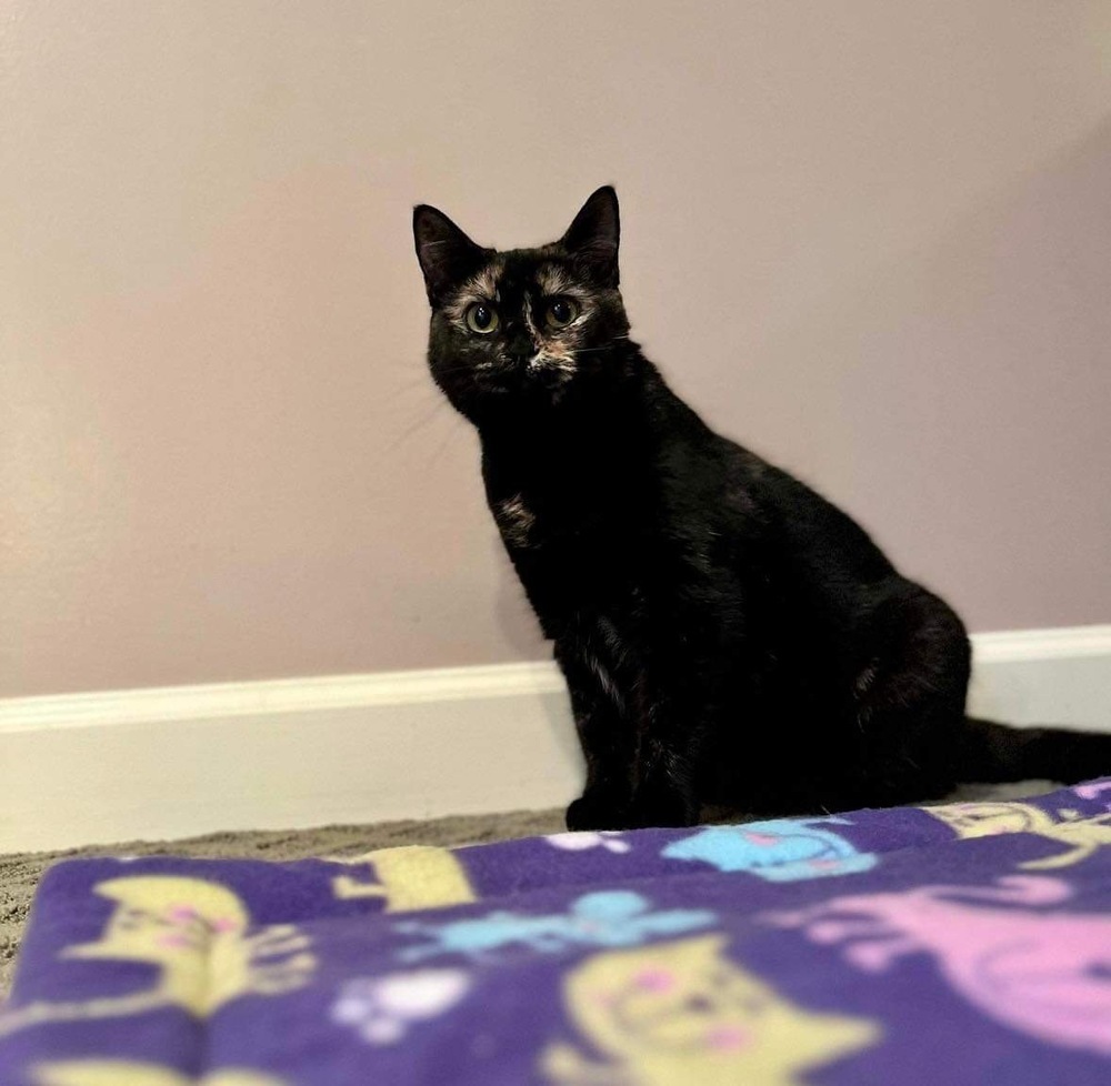 Evie, an adoptable Domestic Short Hair in Raleigh, NC, 27604 | Photo Image 6