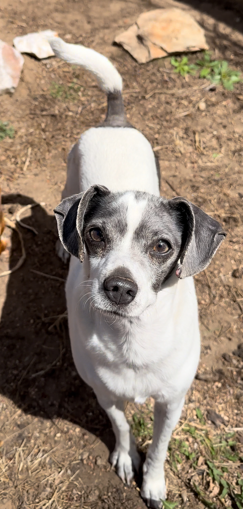 Gracie, an adoptable Chihuahua, Border Collie in Windsor, CO, 80550 | Photo Image 1