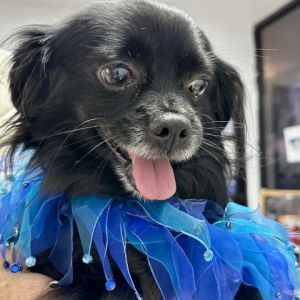 Dog for adoption - Handsome Hiro, a Klee Kai & Alaskan Malamute Mix in Long  Beach, CA