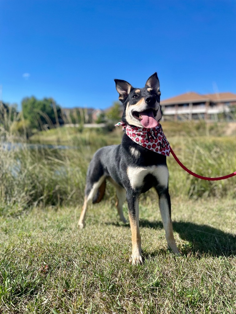 Sadie Sawmill, an adoptable Shepherd in Fort Lupton, CO, 80621 | Photo Image 1