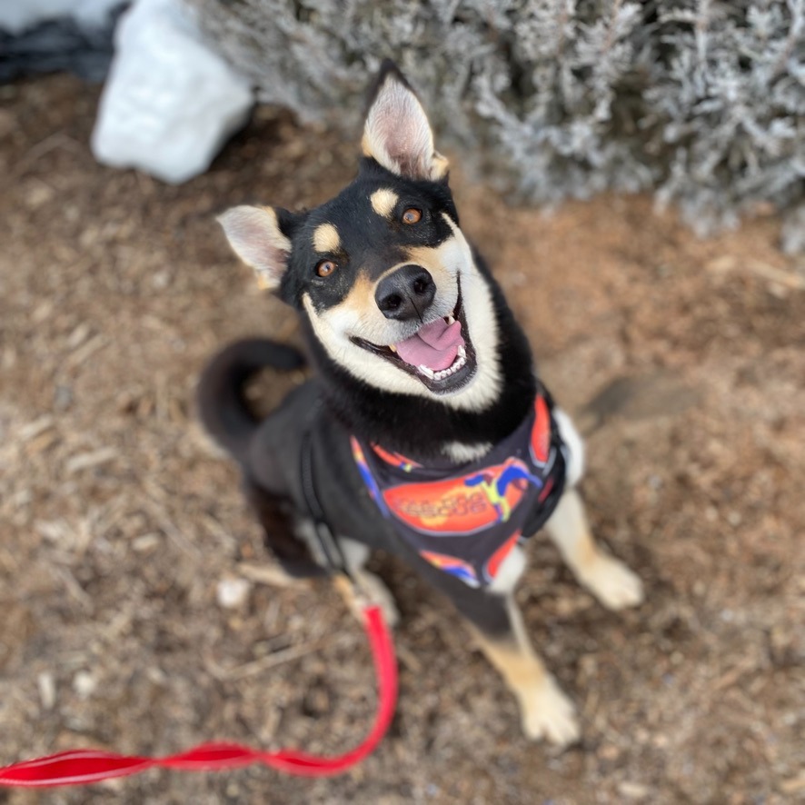 Sadie Sawmill, an adoptable Shepherd in Fort Lupton, CO, 80621 | Photo Image 2