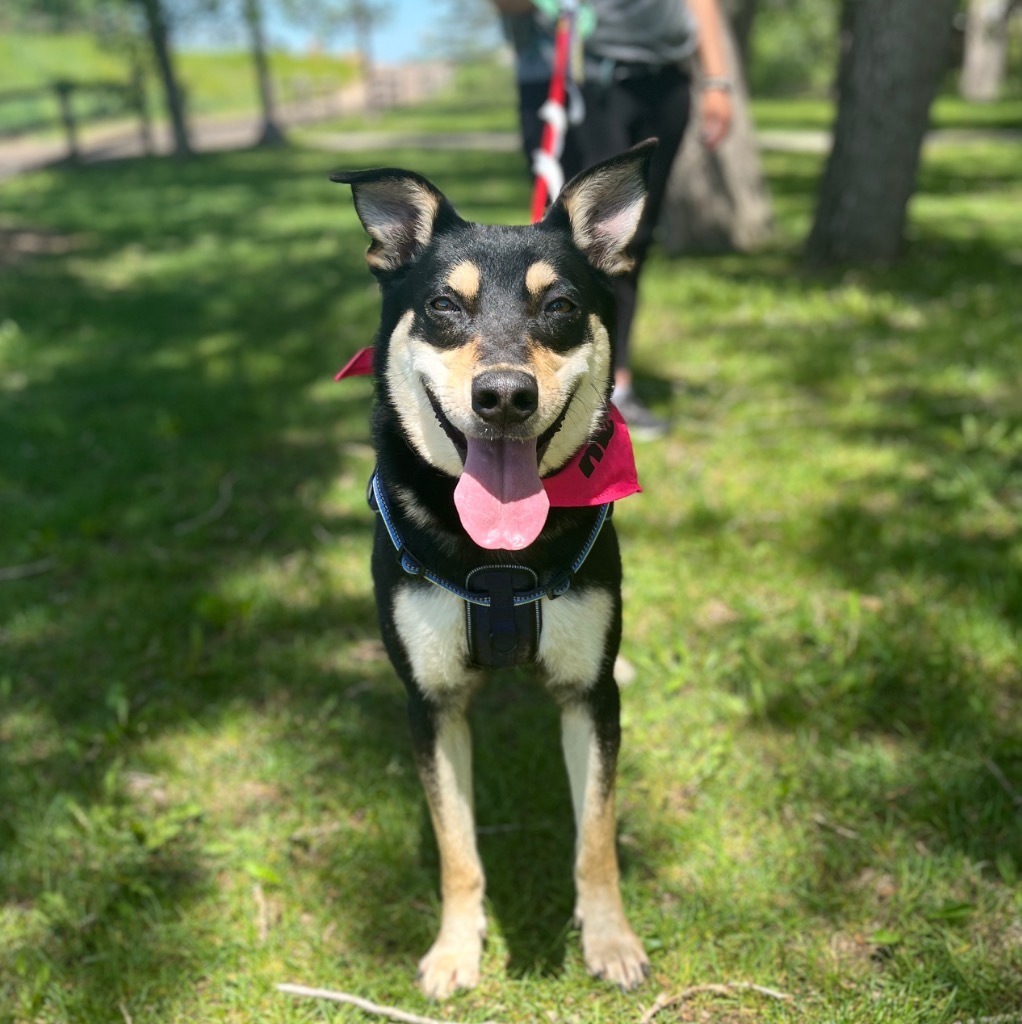 Sadie Sawmill, an adoptable Shepherd in Fort Lupton, CO, 80621 | Photo Image 3