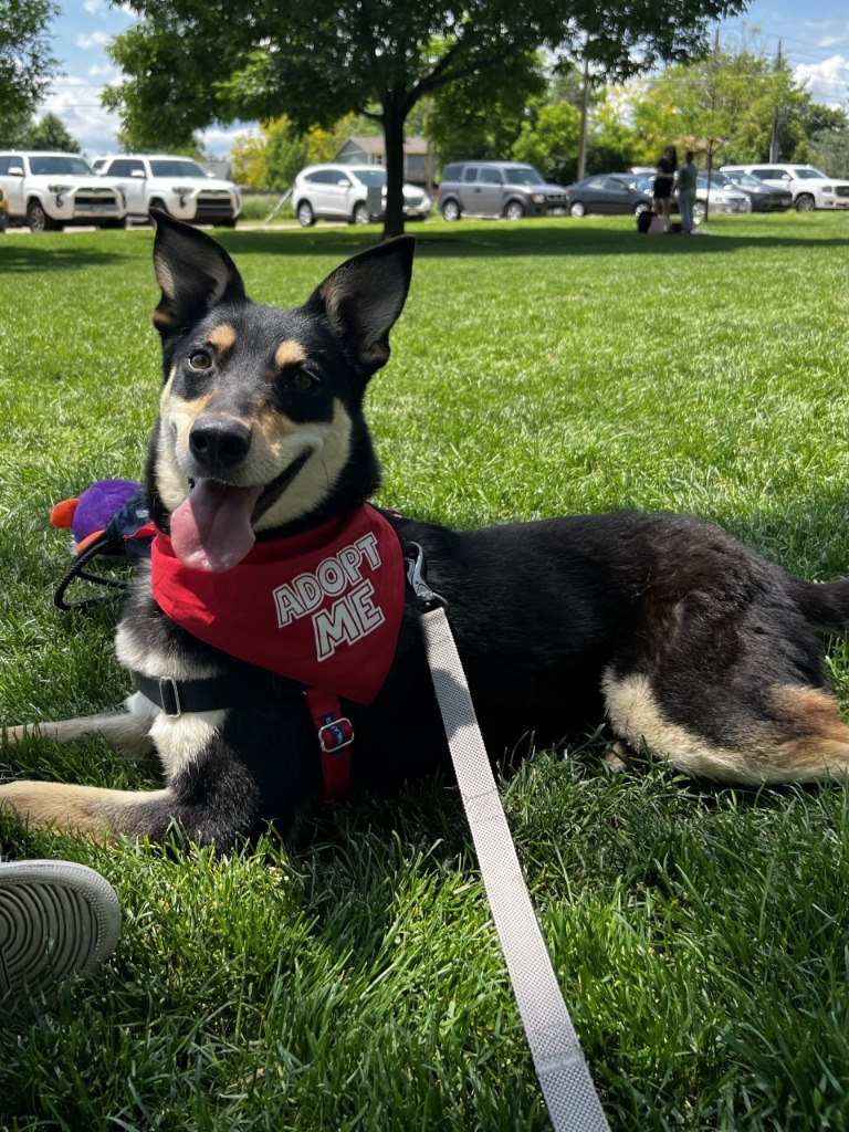 Sadie Sawmill, an adoptable Shepherd in Fort Lupton, CO, 80621 | Photo Image 4