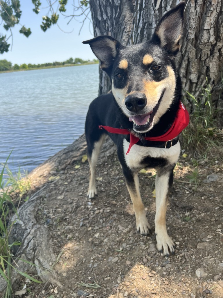 Sadie Sawmill, an adoptable Shepherd in Fort Lupton, CO, 80621 | Photo Image 6