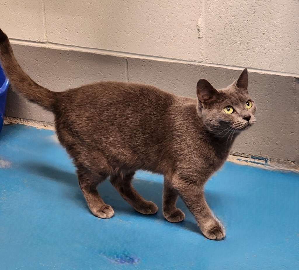 Twyla, an adoptable Domestic Short Hair in Muskegon, MI, 49443 | Photo Image 1