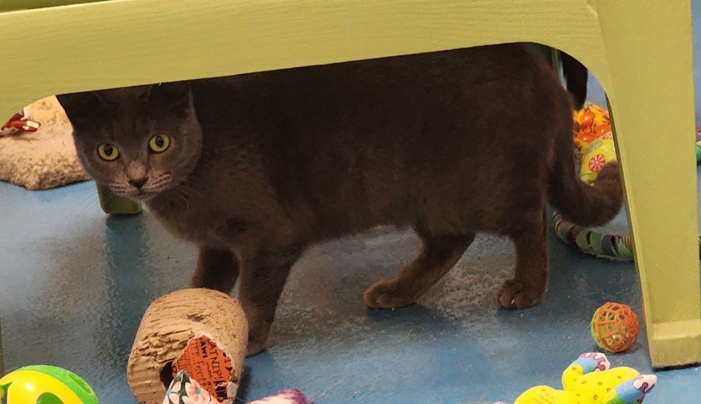 Twyla, an adoptable Domestic Short Hair in Muskegon, MI, 49443 | Photo Image 5