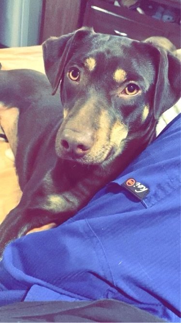 Billie Jean, an adoptable Labrador Retriever Mix in Weatherford, TX_image-2