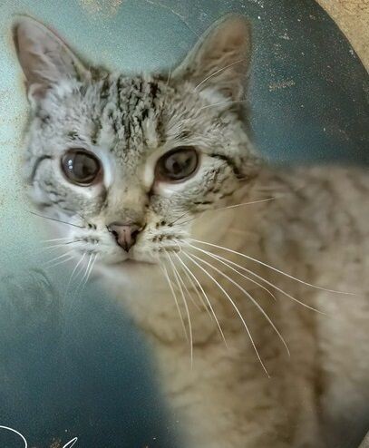 Image, an adoptable Siamese in Belton, MO, 64012 | Photo Image 1