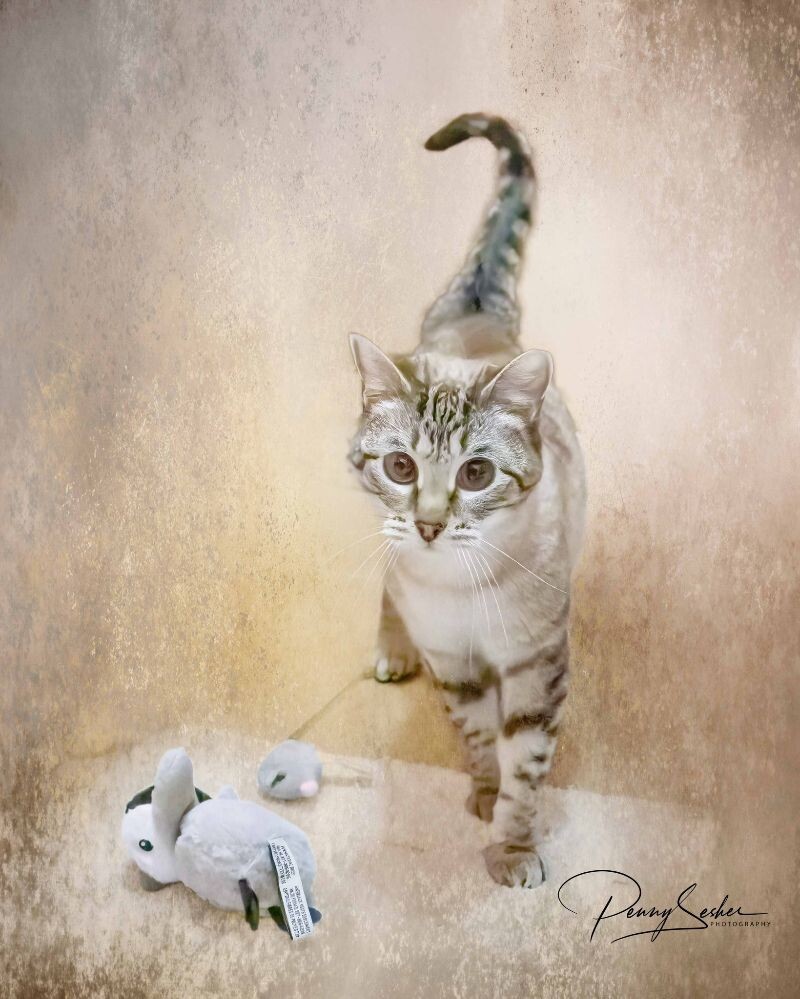 Image, an adoptable Siamese in Belton, MO, 64012 | Photo Image 2