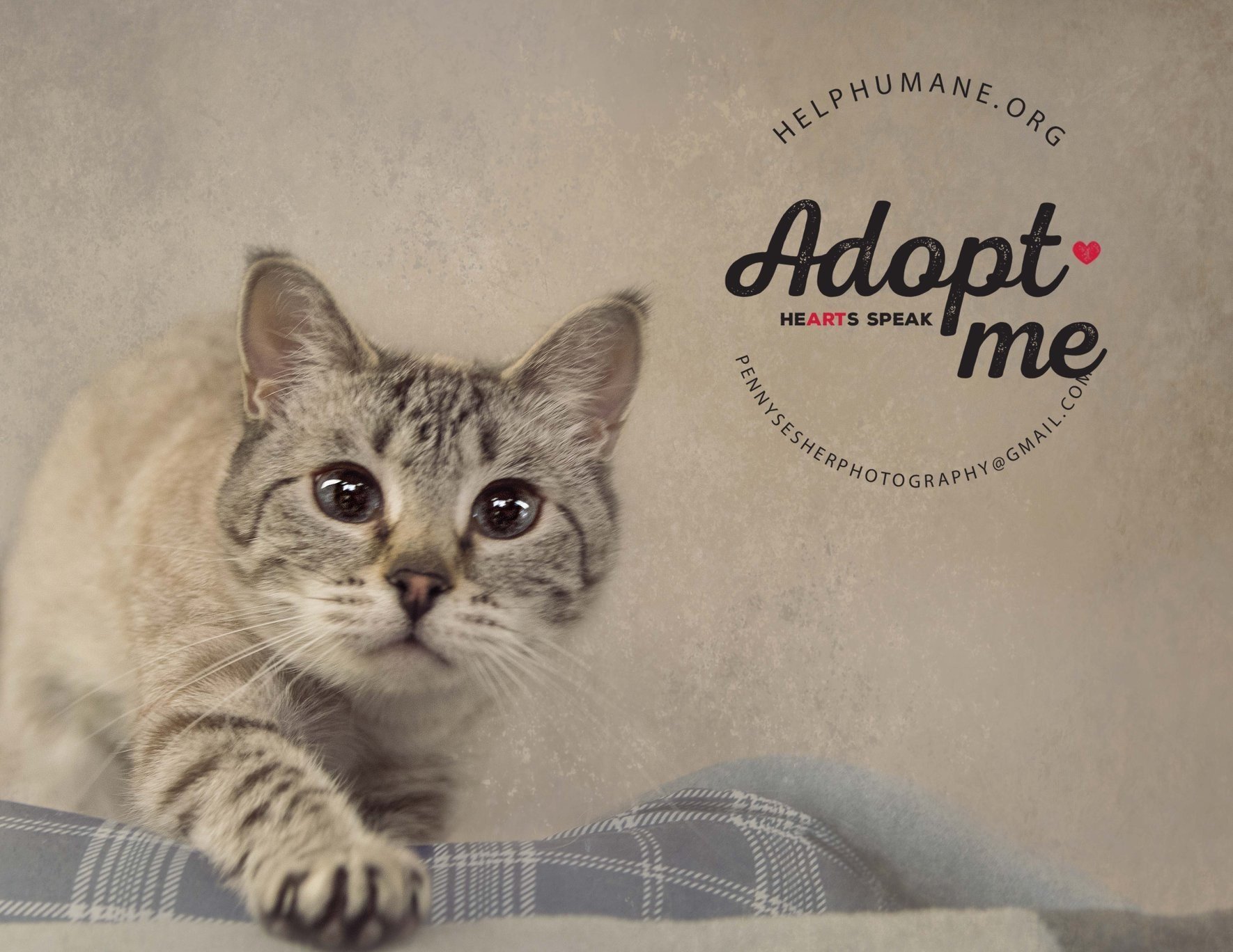 Image, an adoptable Siamese in Belton, MO, 64012 | Photo Image 3