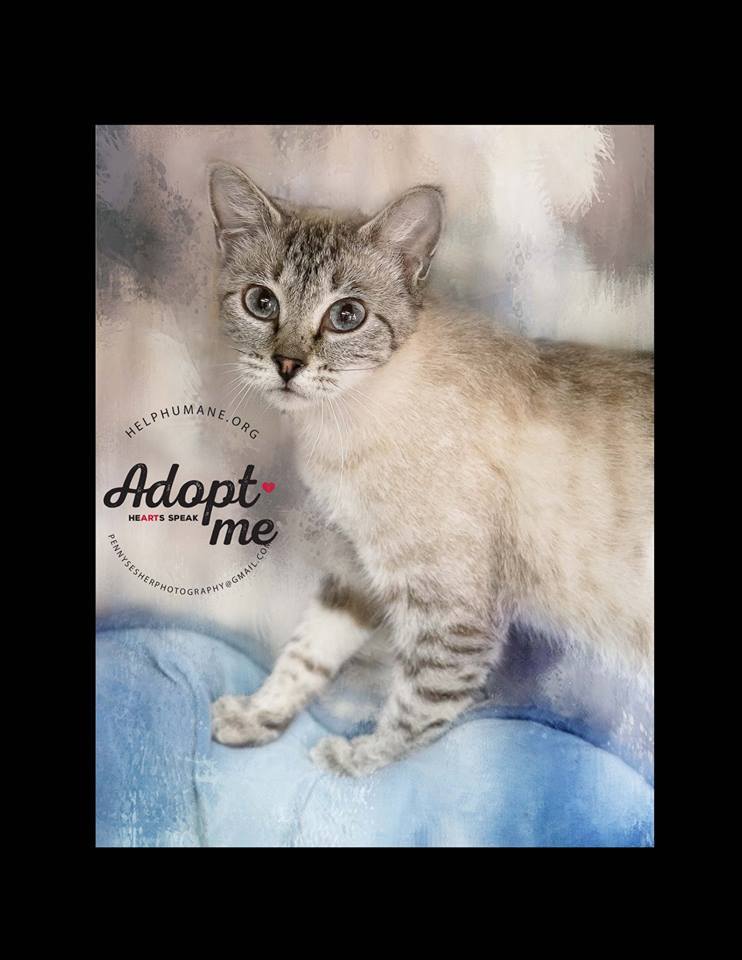 Image, an adoptable Siamese in Belton, MO, 64012 | Photo Image 4